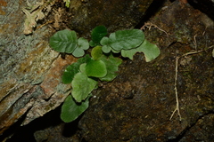 Tectaria zeilanica