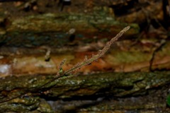 Tectaria zeilanica