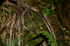 Tectaria zeilanica