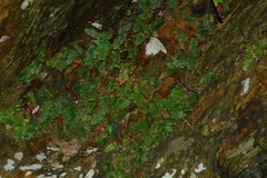 Tectaria zeilanica