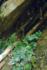Tectaria zeilanica
