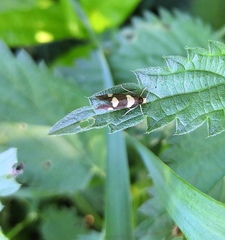 Lampronia capitella