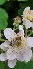 Apis mellifera