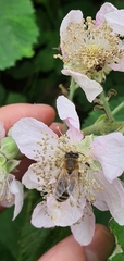 Apis mellifera