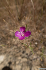 Clarkia affinis