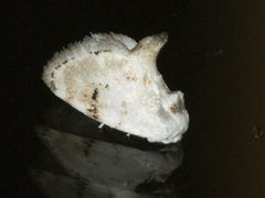 Niphopyralis chionesis