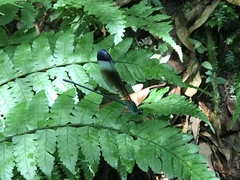 Psolodesmus mandarinus