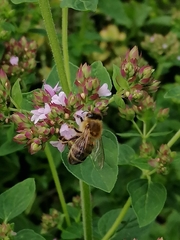 Origanum vulgare