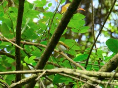 Abroscopus albogularis