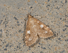 Udea olivalis