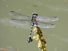 Sinictinogomphus clavatus