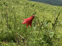 Lilium grayi