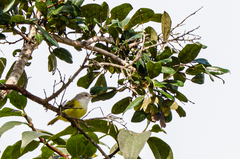 Eremomela pusilla