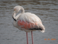 Phoenicopterus roseus