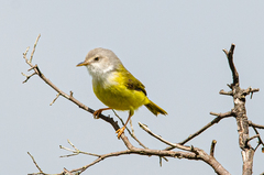 Eremomela pusilla