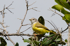 Eremomela pusilla