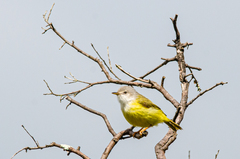 Eremomela pusilla