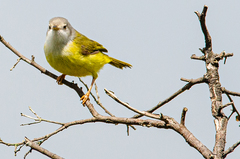Eremomela pusilla