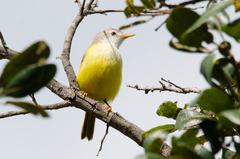 Eremomela pusilla