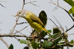 Eremomela pusilla