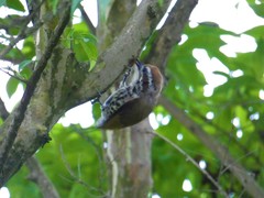 Picumnus innominatus