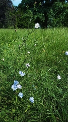 Cichorium intybus