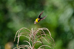 Pachyphantes superciliosus