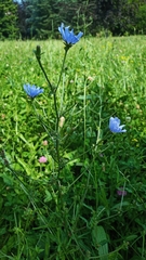 Cichorium intybus