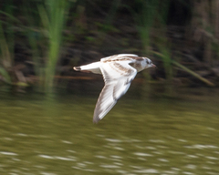Chroicocephalus ridibundus