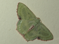 Metallochlora lineata