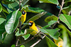 Pachyphantes superciliosus