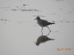 Pluvialis squatarola