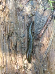 Haemopidae