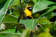 Pachyphantes superciliosus