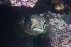 Cochleoceps orientalis