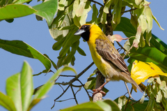 Pachyphantes superciliosus