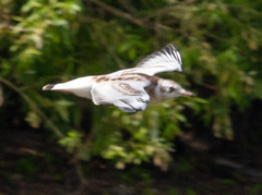 Chroicocephalus ridibundus