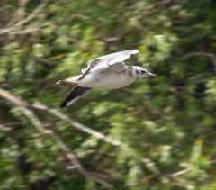 Chroicocephalus ridibundus