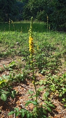 Agrimonia eupatoria