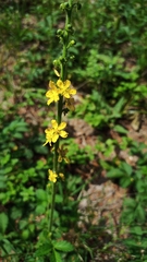 Agrimonia eupatoria