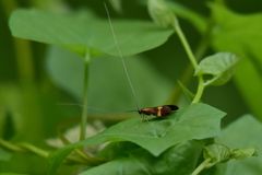 Nemophora degeerella