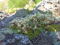 Saxifraga bronchialis funstonii
