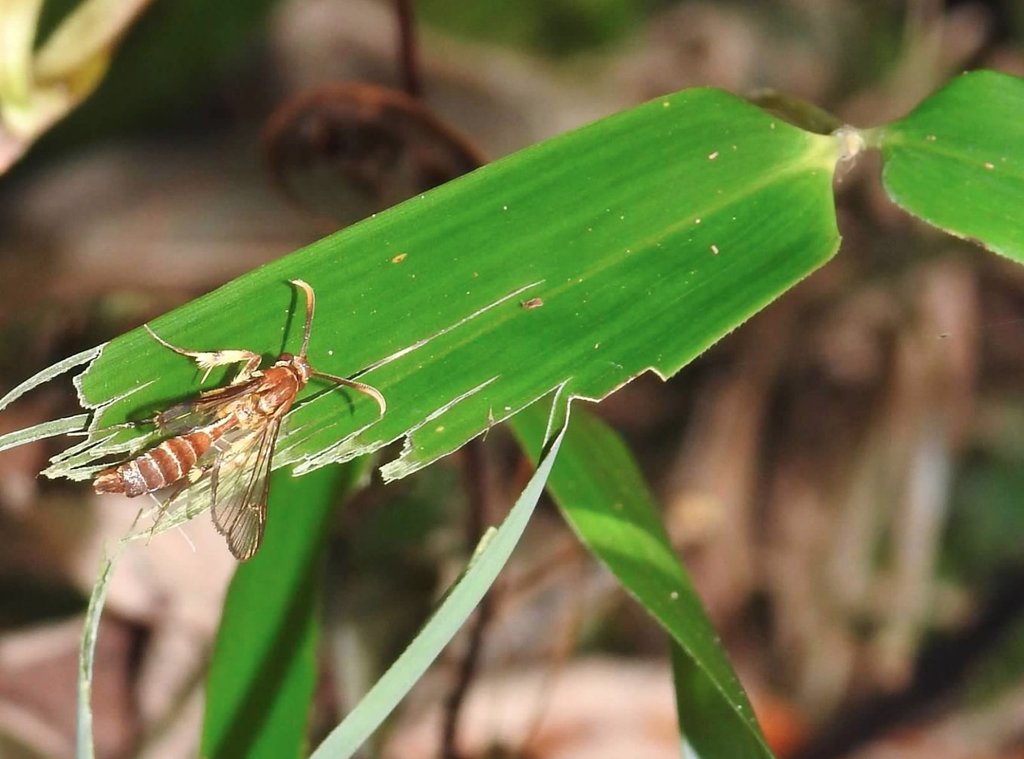 Sphecosesia