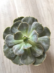 Echeveria lilacina