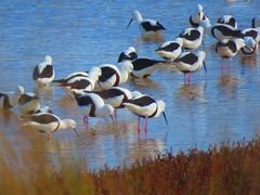 Cladorhynchus leucocephalus