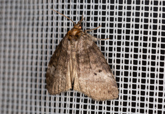 Ochropacha duplaris