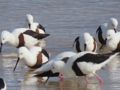 Cladorhynchus leucocephalus
