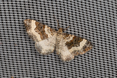 Epirrhoe rivata