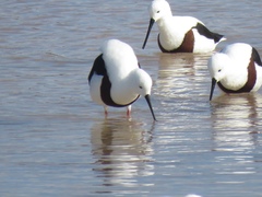 Cladorhynchus leucocephalus