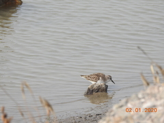 Calidris minuta
